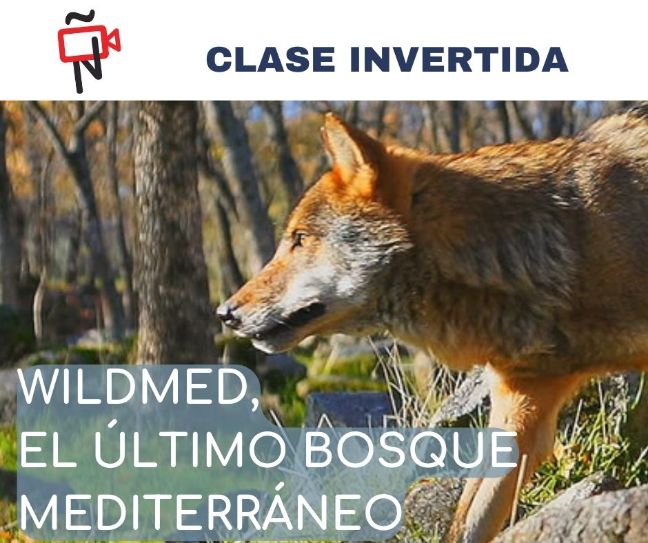 Wilmed, el último bosque mediterráneo